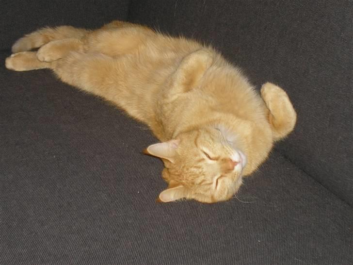 Maine Coon Mulle billede 15