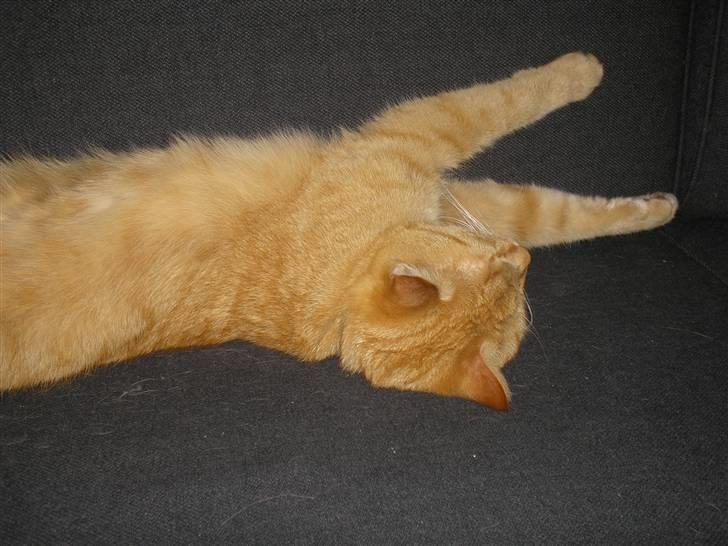 Maine Coon Mulle billede 16