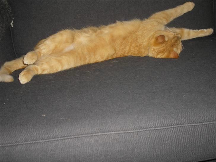 Maine Coon Mulle billede 17