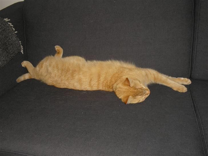 Maine Coon Mulle billede 18