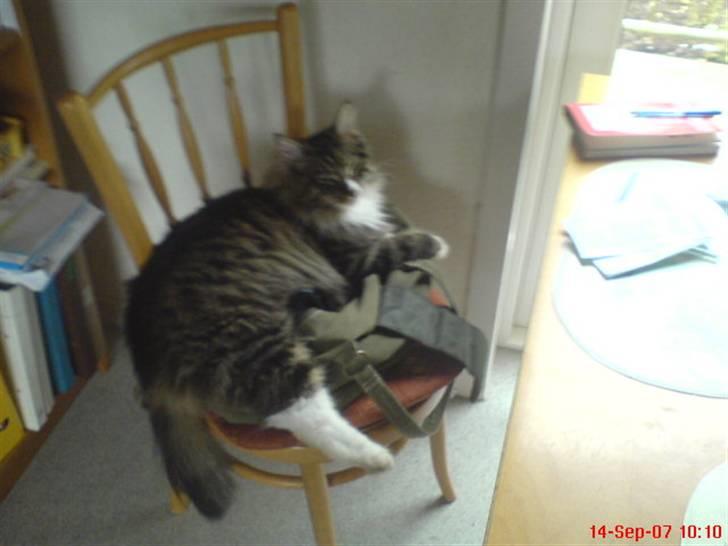 Norsk Skovkat Raja - Jeg elsker at ligge og sove på mors taske, så må hun bare bruge en anden....... billede 15