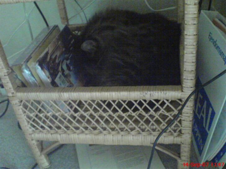 Norsk Skovkat Raja - Min dejlige hygge sove krog billede 16