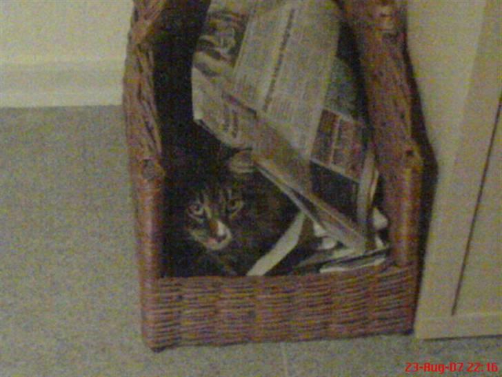 Norsk Skovkat Raja - Titte bøhhhhhhh billede 17