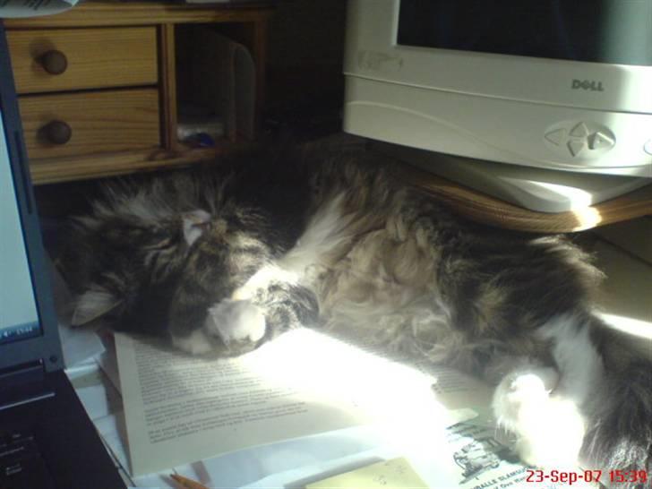 Norsk Skovkat Raja - Jeg kan sove alle steder billede 18