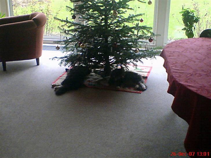 Norsk Skovkat Raja - Min bror og jeg under juletræet...... billede 19
