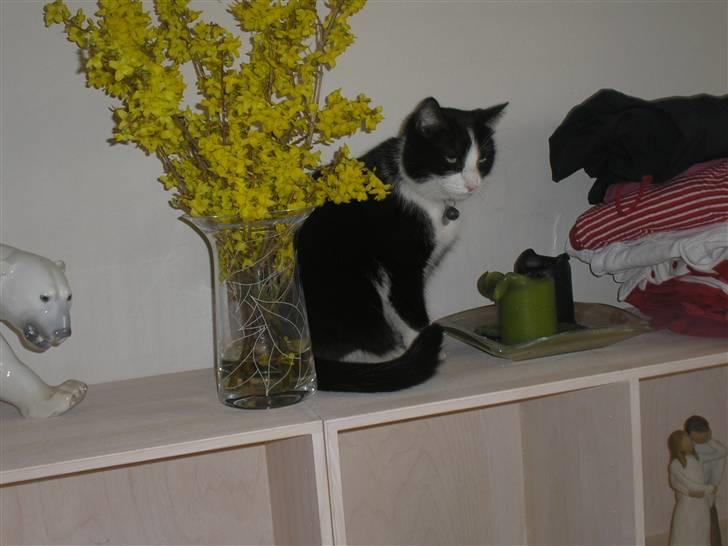 Huskat Mia - Kan lide blomster billede 17