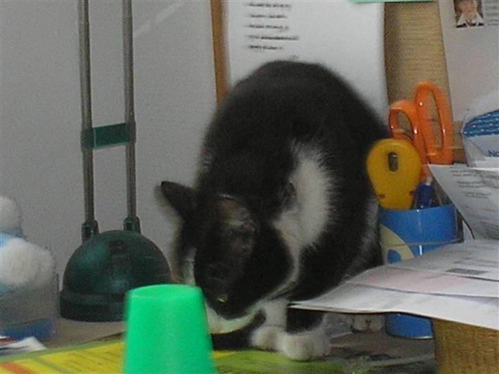 Huskat Mia - Sniffer. billede 18