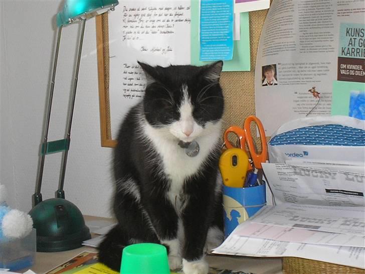 Huskat Mia - Nysgerrig. billede 19