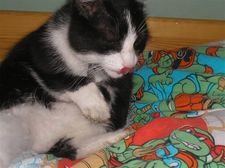 Huskat Mia - Sødeste mig. billede 20