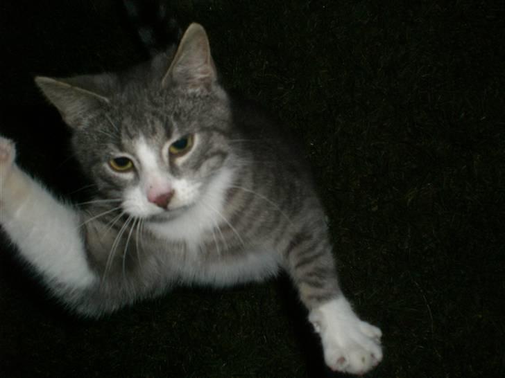 Blanding af racer phillip billede 1