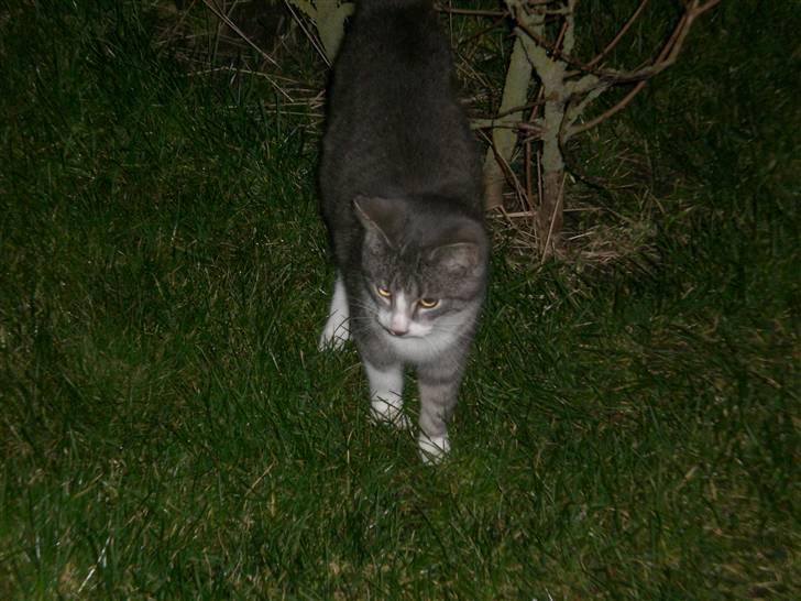 Blanding af racer phillip billede 2