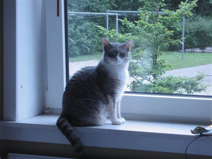 Huskat Happy - Velkommen til min profil. Se hvor fin jeg er. billede 1