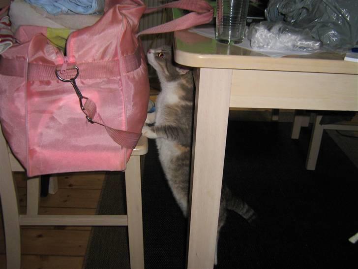 Huskat Happy - hmm hva er det billede 2