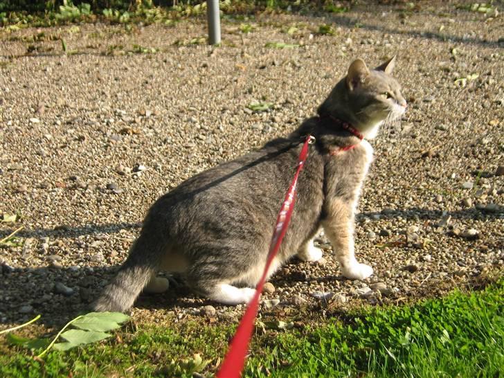 Huskat Happy - ude at gå tur billede 3