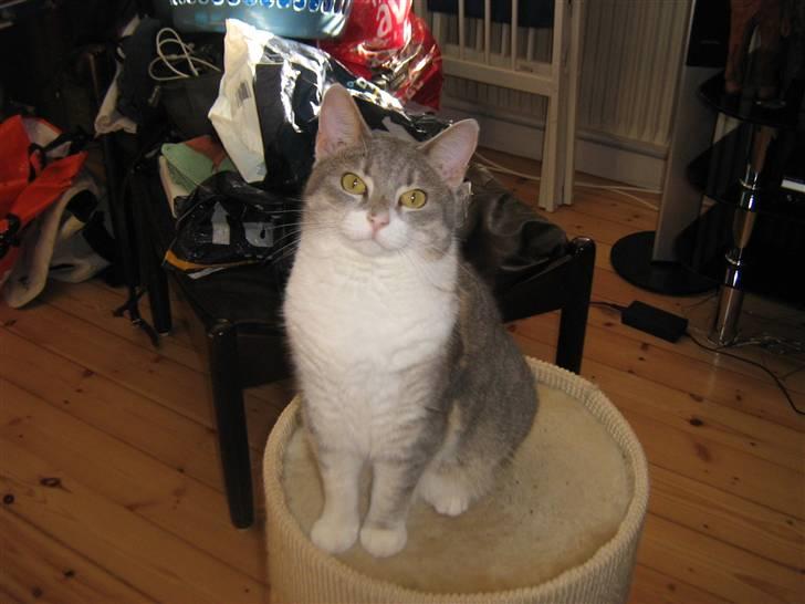 Huskat Happy - min trone:-) billede 4