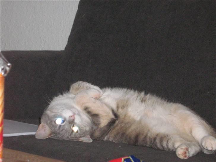 Huskat Happy - Se hvor sød jeg er billede 5