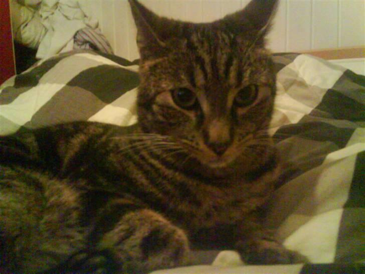 Blanding af racer Pjuske har fået nyt hjem billede 16