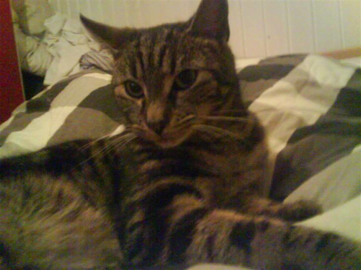 Blanding af racer Pjuske har fået nyt hjem billede 17