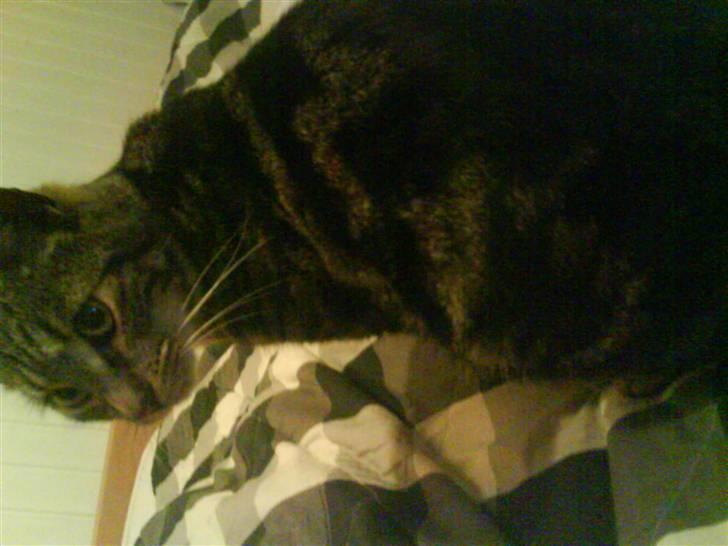 Blanding af racer Pjuske har fået nyt hjem billede 18