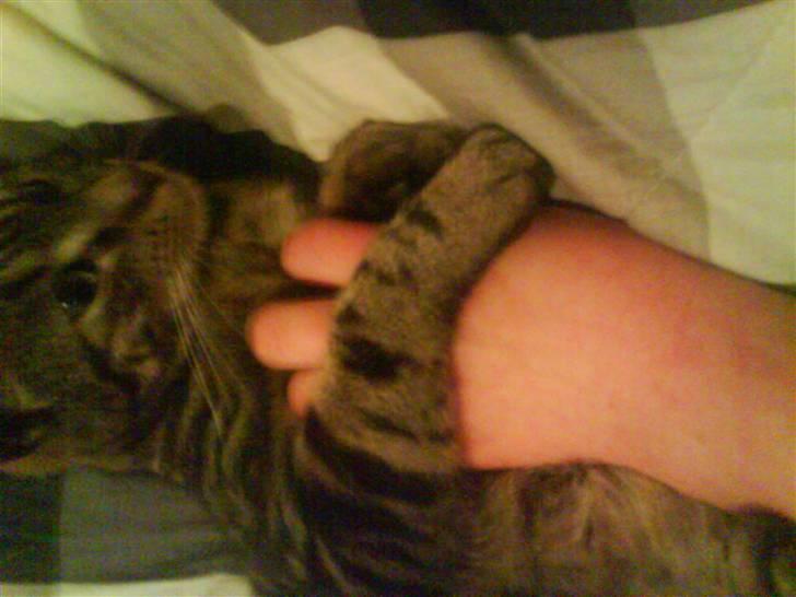 Blanding af racer Pjuske har fået nyt hjem - jeg har dig billede 19