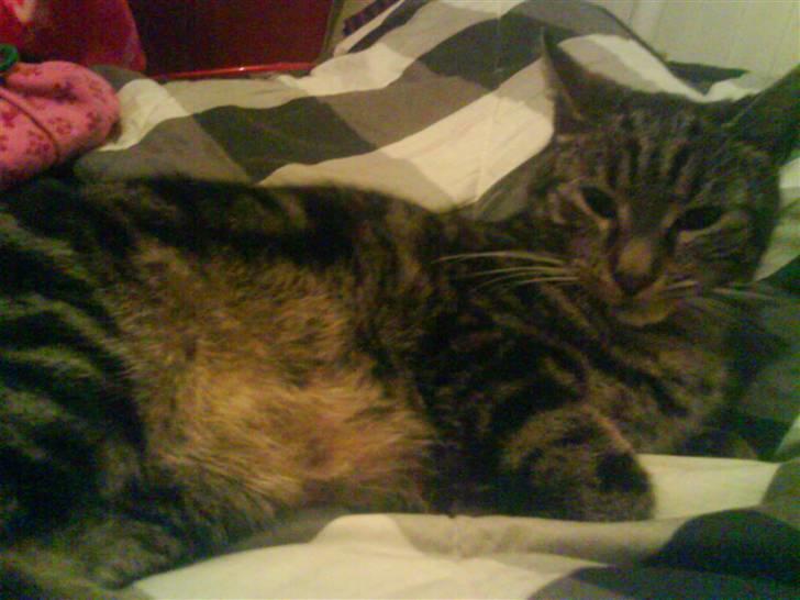 Blanding af racer Pjuske har fået nyt hjem billede 20