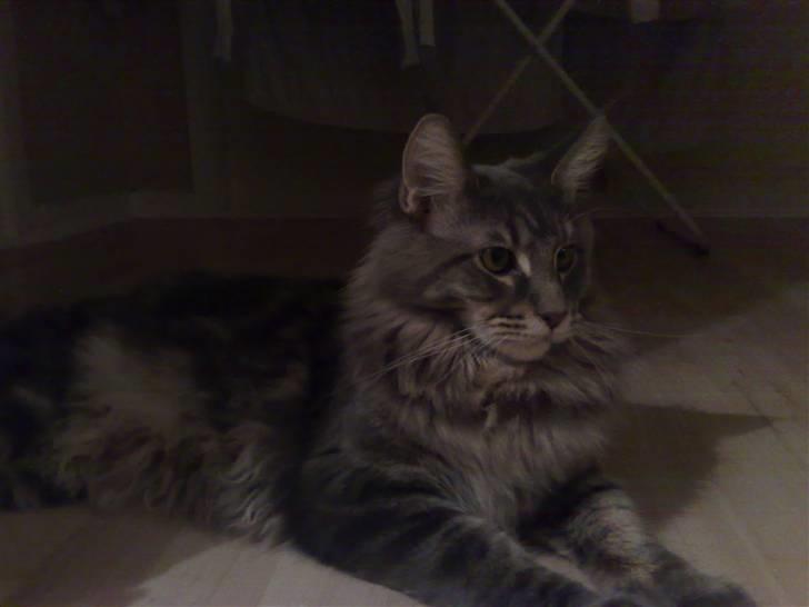 Maine Coon Gaffa billede 14