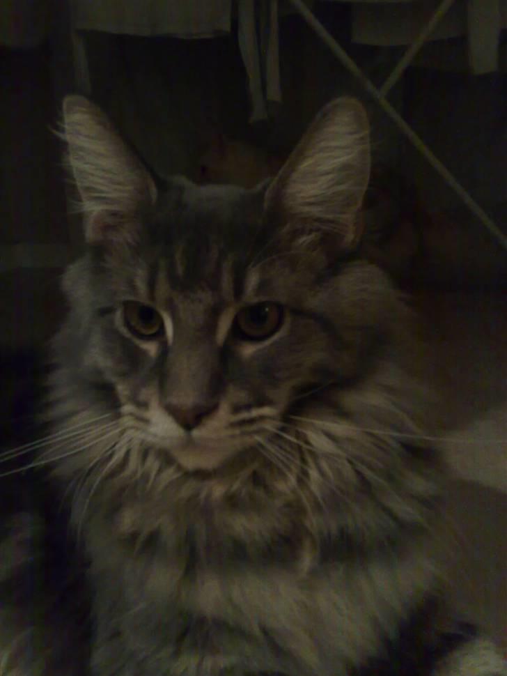 Maine Coon Gaffa billede 15