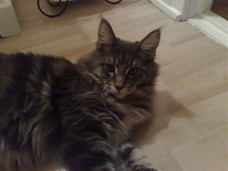 Maine Coon Gaffa billede 16