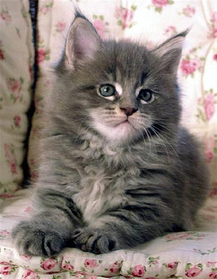 Maine Coon Gaffa billede 17