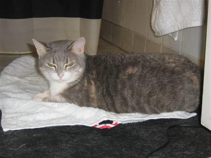 Huskat Happy - umm der er varme i gulvet billede 6