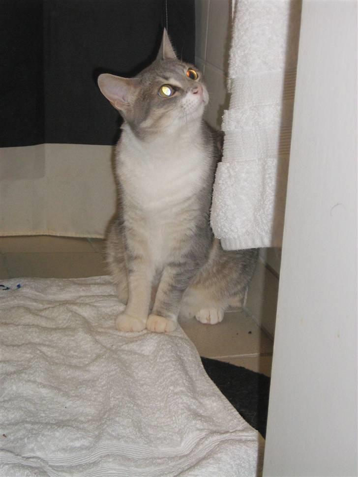 Huskat Happy - hmm, er i snart færdig i det bad, så jeg kan få vand billede 7