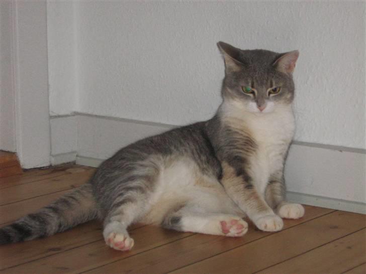 Huskat Happy - Hvor ser jeg smart ud eller billede 8