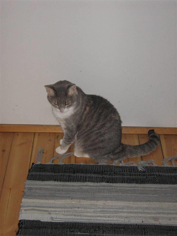 Huskat Happy - Så er der ik nogen, som kommer ind her billede 9