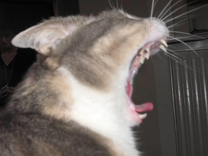 Huskat Happy - Prøv at se hvor stort et gab jeg har billede 10