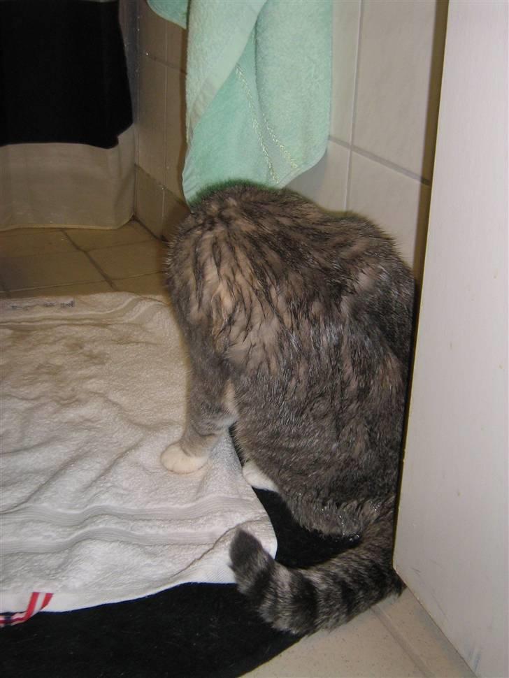 Huskat Happy - øv, jeg fik meget vand billede 11