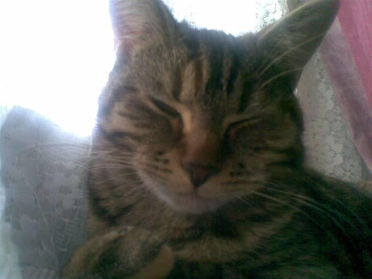 Huskat Sasha billede 20