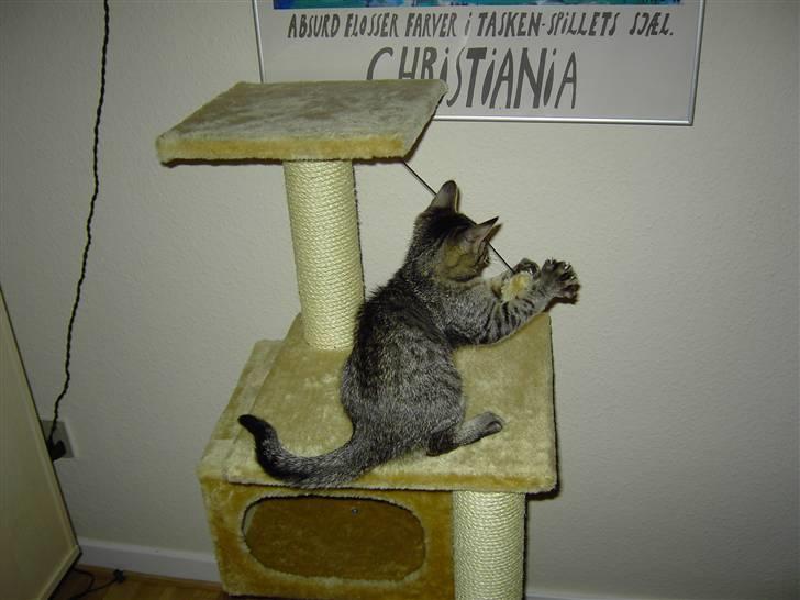 Huskat Fonzie - Jeg elsker oz´ at lege billede 2