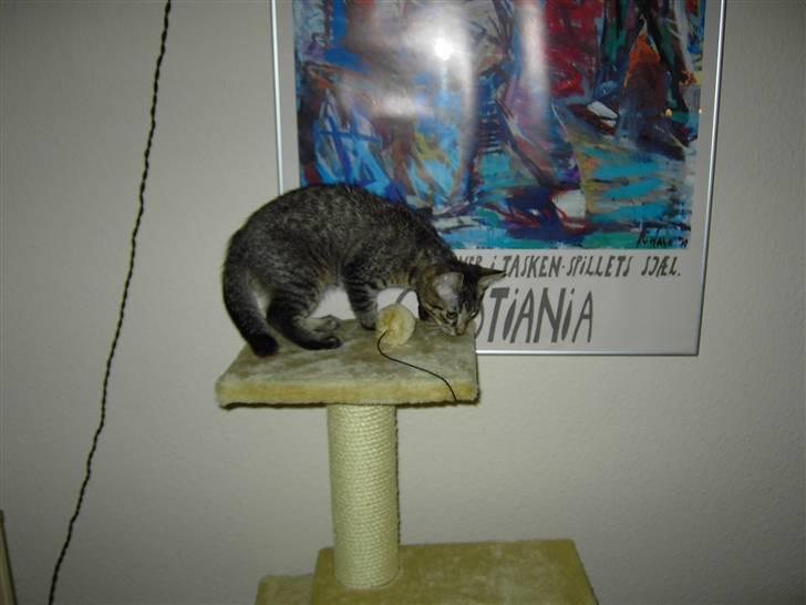 Huskat Fonzie billede 3