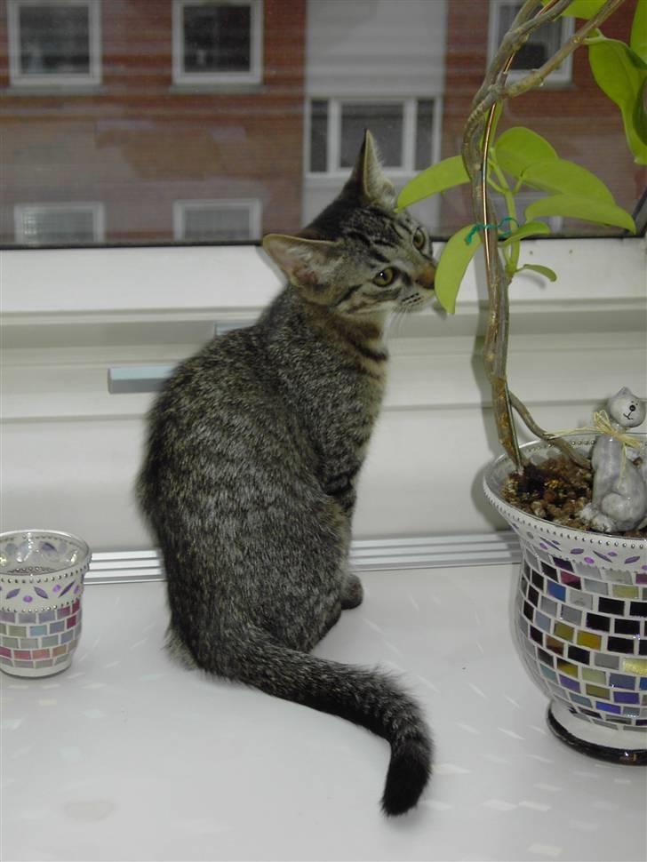 Huskat Fonzie - Og elsker at drillle mors blomster billede 4