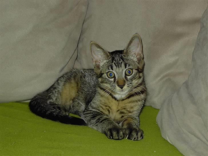 Huskat Fonzie billede 5