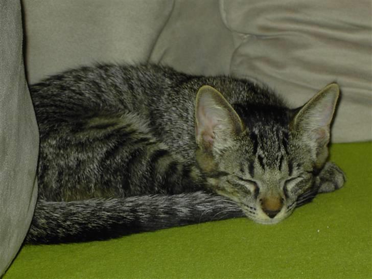 Huskat Fonzie billede 6