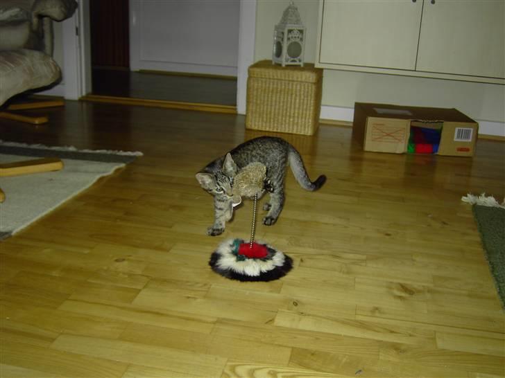 Huskat Fonzie billede 7