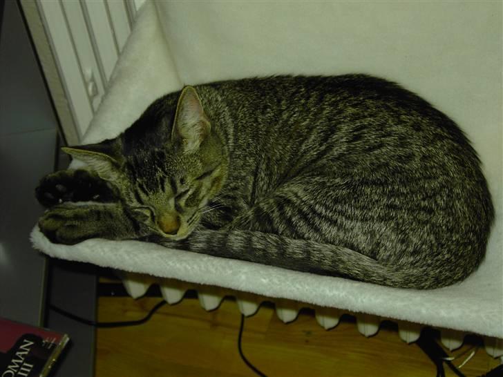 Huskat Fonzie - Uh, den seng er bare super... billede 8