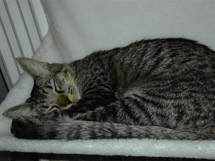 Huskat Fonzie billede 9