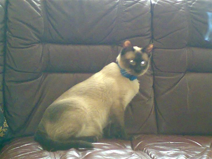 Siameser Ballou Dimarli billede 1