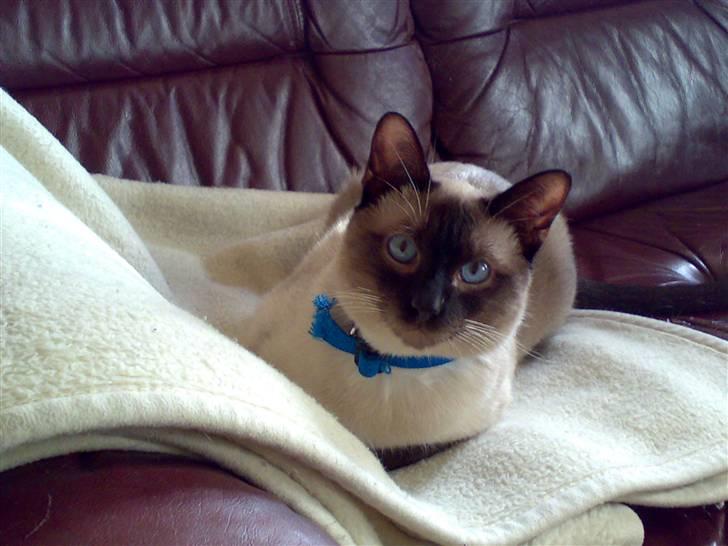 Siameser Ballou Dimarli billede 2