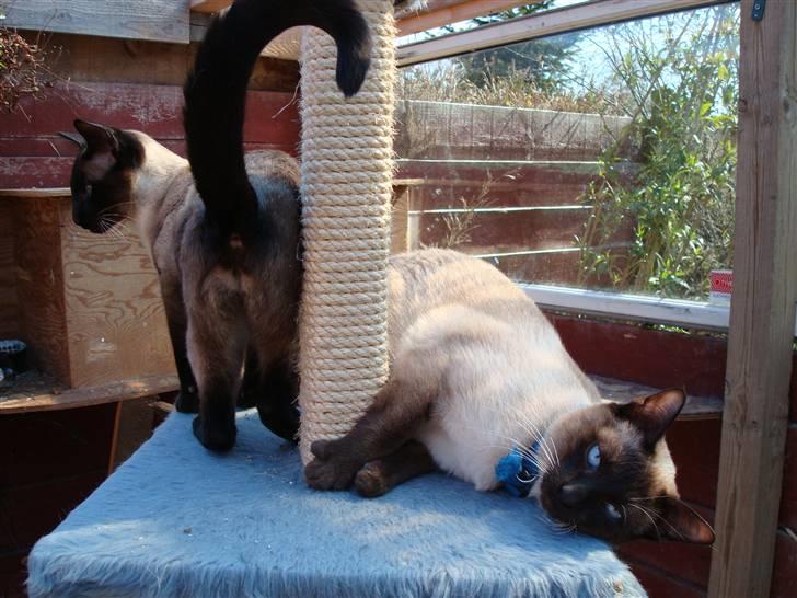 Siameser Ballou Dimarli billede 3