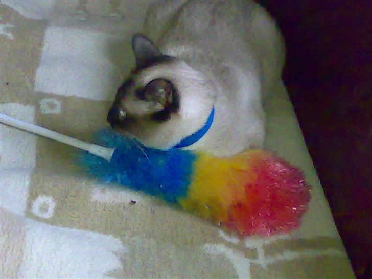 Siameser Ballou Dimarli - Mit bedste legetøj billede 4