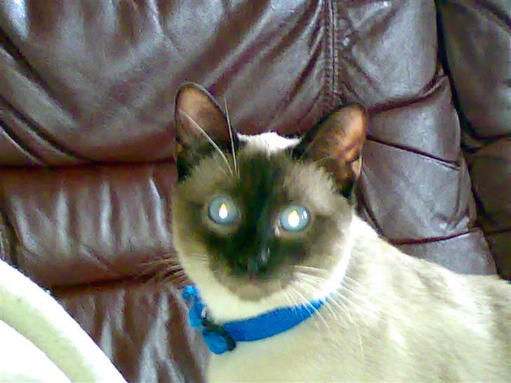 Siameser Ballou Dimarli billede 5