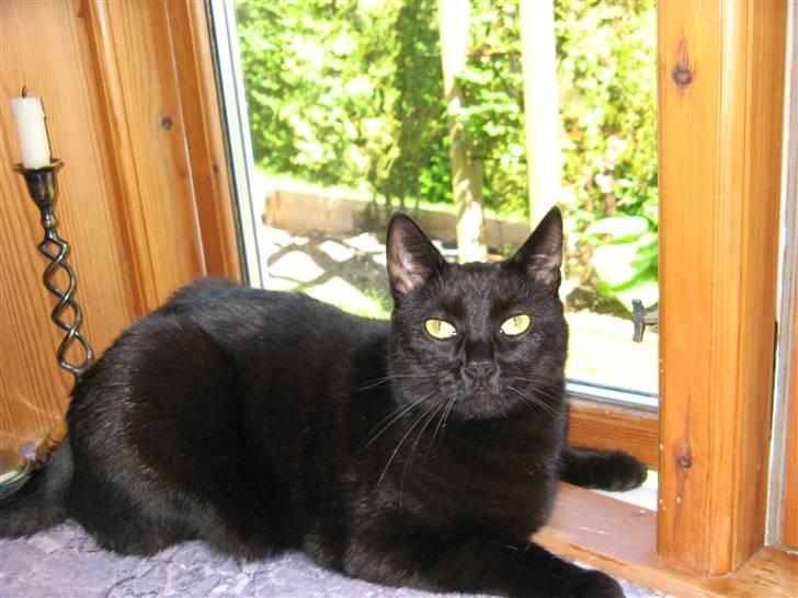 Huskat Nero billede 2